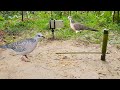 Easy Bird Trap From vegetable Garden