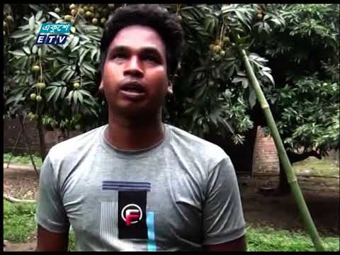 পাকতে শুরু করেছে দিনাজপুরের বিখ্যাত লিচু