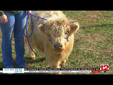 Holiday fun at Marsh Cattle Farm - YouTube
