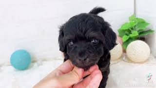 ハーフ犬の動画01