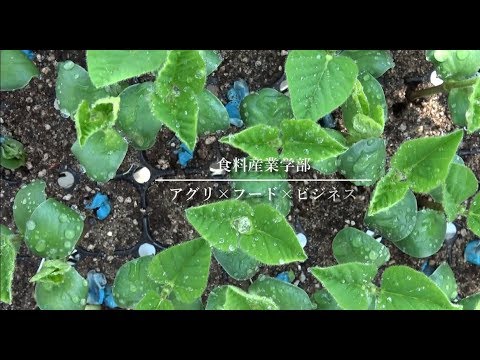 【2分間で食農大】大学の特色を紹介！