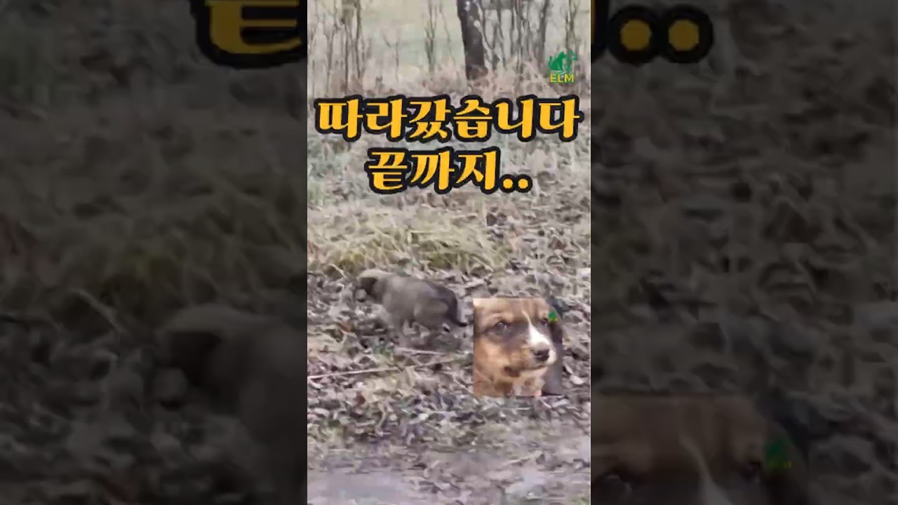 도망치던 그 아이… That Look Changed Everything / ELM #dogrescue #강아지구조 #동물구조 #straydogs