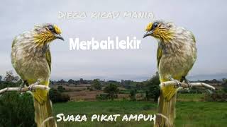 Download lagu Suara Masteran Burung Merbah Lekir dijamin ampuh 💯% diiringi dengan suara air Merbah kunyit mp3