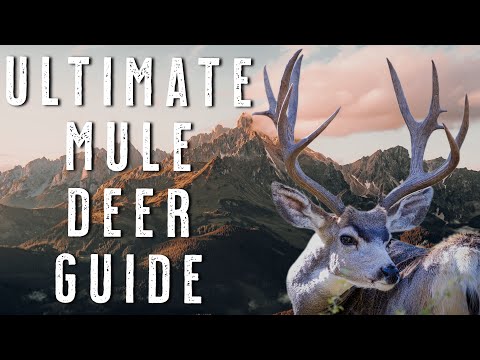 Public Land Mule Deer Hunting Tips - 33 Years of Strategies for Western DIY Hunters