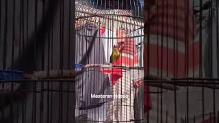 Download lagu Sogon Ijoan isian pelatuk sampit #sogongacordor #sogonmania #sogon mp3 Download lagu Sogon Ijoan isian pelatuk sampit #sogongacordor #sogonmania #sogon mp3