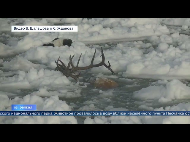 Не удалось спасти