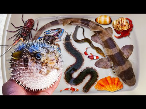 Catch puffer fish and hermit crabs, snails, slugs, eels, crabs, sea fish, nemo fish, sharks
