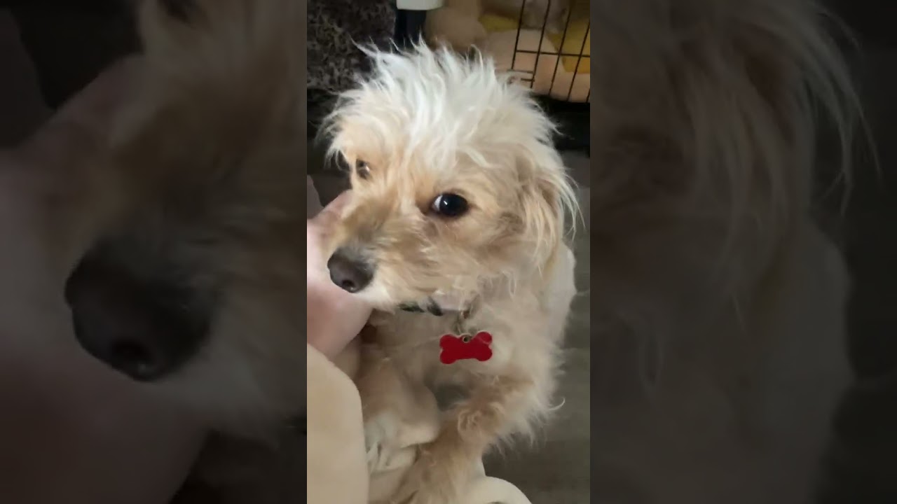 Maisy & Millie, a ADOPTABLE mixed breed in Boulder, CO video 6/6