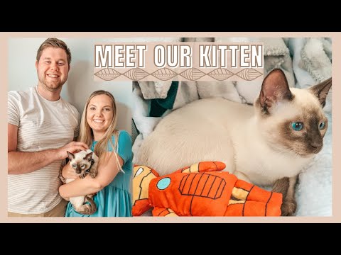 MEET OUR KITTEN | First Day, Kitten Tips, Tonkinese Cat