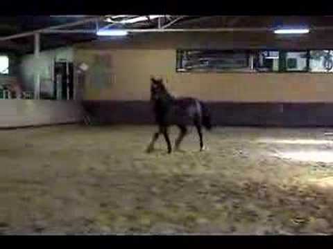 ROSENKOENIG x GRANNUS GELDING- 4 yrs