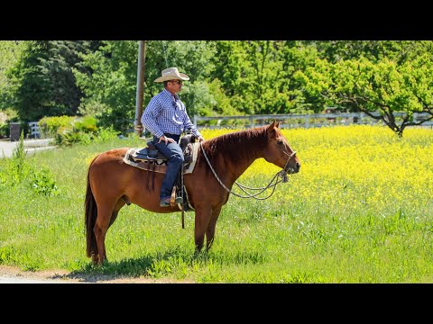 Teaching Your Horse to Trail Ride