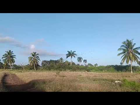 Colombofilia cienfueguera suelta de camaguey esmeralda #viralvideo #pigeon #comparte #sigueme 