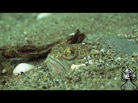 Trachinus draco