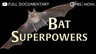 Bat Superpowers | Full Documentary | NOVA | PBS