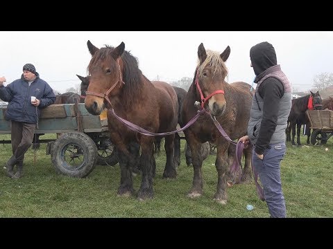 Targ de cai Bontida, Cluj 5 nov. 2017