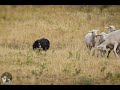 Dizzy Sheepdog Training 24 01 2021