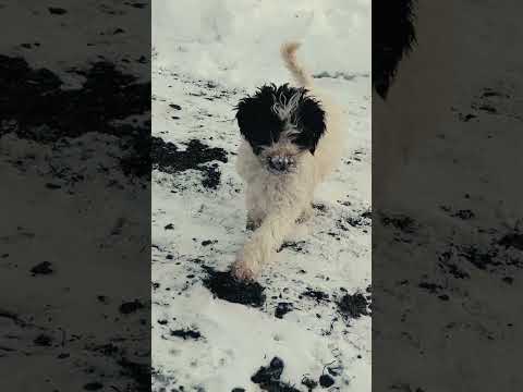 Perros Lagotto Romagnolo en venta