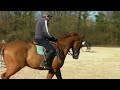 Gelding English Thoroughbred For sale 2009 Chesnut