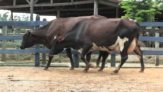 Vídeo 122 - 1ª ETAPA MEGA LIQUIDAÇÃO TOTAL AGROPECUÁRIA MARAJOARA - DIA 4 | GADO GIROLANDO E HOLANDÊS