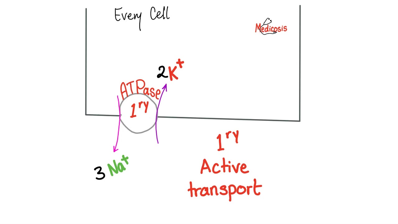 Active Transport | Primary and Secondary | Physiology - YouTube