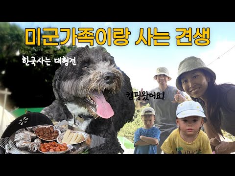 미군가족 반려견  트루퍼는 행복할까요? | 대형견이랑 크는 애 둘, 글램핑가다!