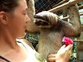 Sloth Wants A Hug!