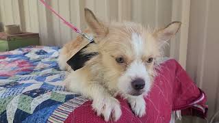 Video preview image #1 Mutt Puppy For Sale in Bandera, TX, USA
