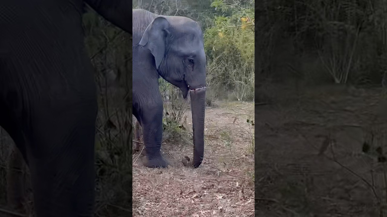 Trying to treatment injured wild elephant #elephant