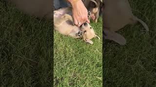 Video preview image #1 Labrador Retriever-Unknown Mix Puppy For Sale in Holly Springs, NC, USA