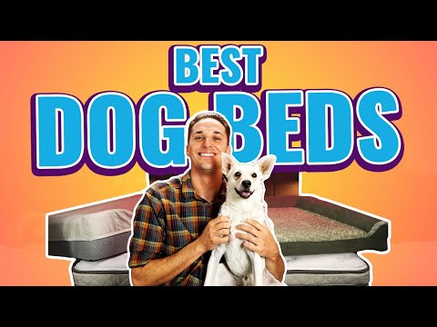 Best Dog Beds 2022 (Which Bed Is Right For Your Pet?)