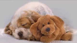 Peter Shelley - Love me, love my dog