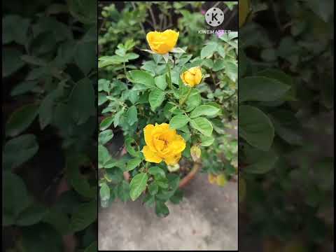 Yellow Rose Flower
