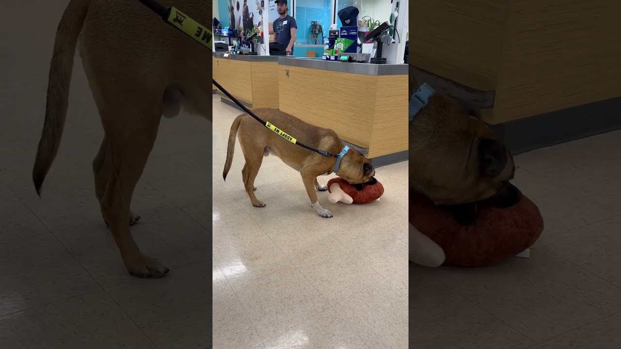 Enlarge Scooby, a Adoptable mixed breed in Little Rock, AR video 6/6