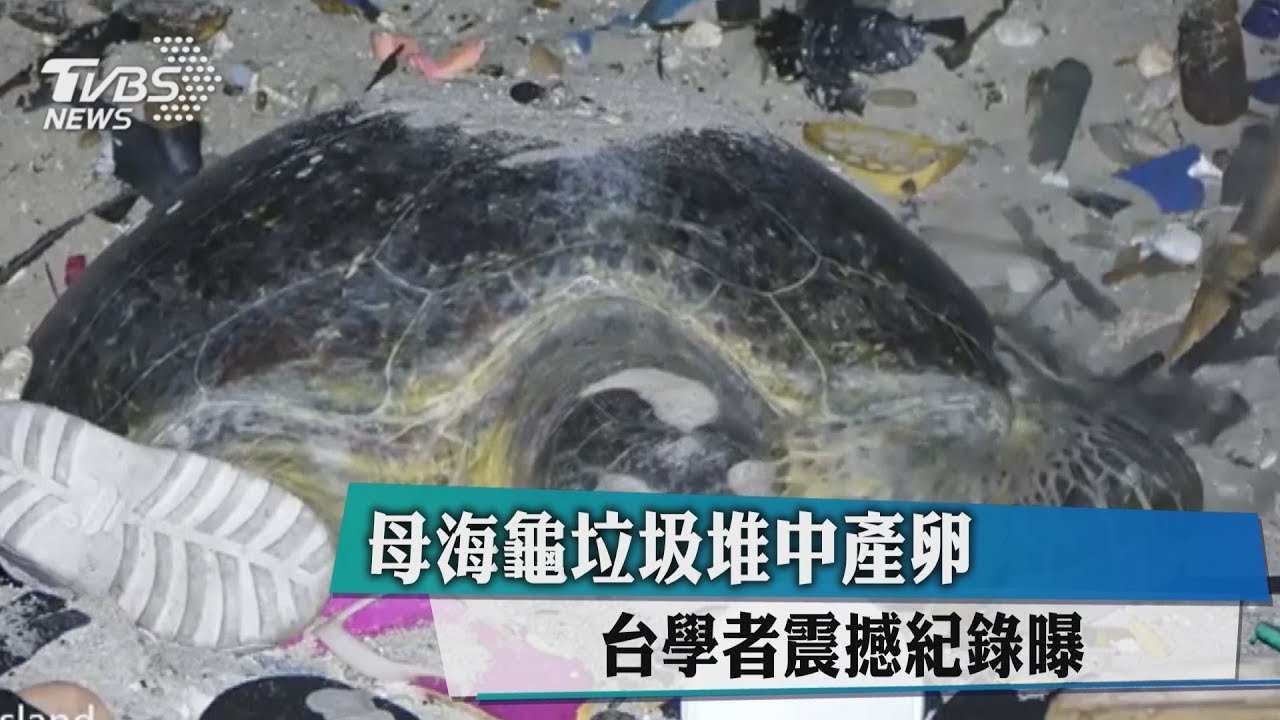 悲歌何時停？母海龜「垃圾堆」產卵　震撼全球