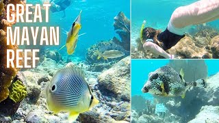 Best Free Snorkeling in Riviera Maya 🌊 Hidden Reef Near Playa Maroma!