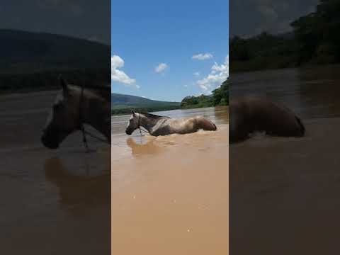 , title : 'Cavalo nadando'