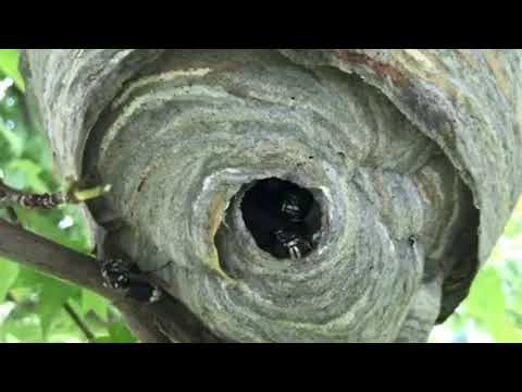 Up Close and Personal with a Bald-Faced Hornets Nest in Howell, NJ