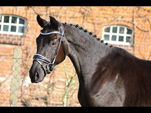 Stute von For Romance