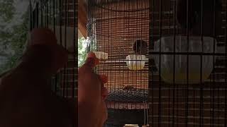 Download lagu burung Poksay Mandarin gacor ngamuk mp3