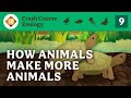 Reproduction Crash Course Zoology 9