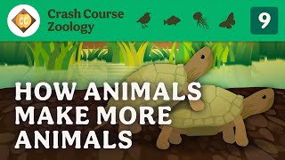 Reproduction: Crash Course Zoology #9