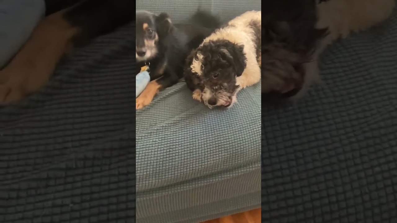 Enlarge Marshall, a ADOPTABLE mixed breed in Santa Monica, CA video 6/6