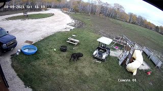 Dog Crashes Golf Cart into His Owner