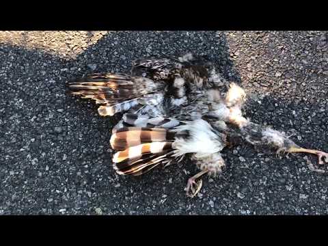 Lynn Road Cooper's Hawk Road Kill