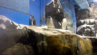 preview picture of video 'Aquarium de Kenting (Taiwan) - Manchots - 02'
