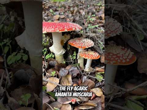 The Fly Agaric (Amanita muscaria) Tapping