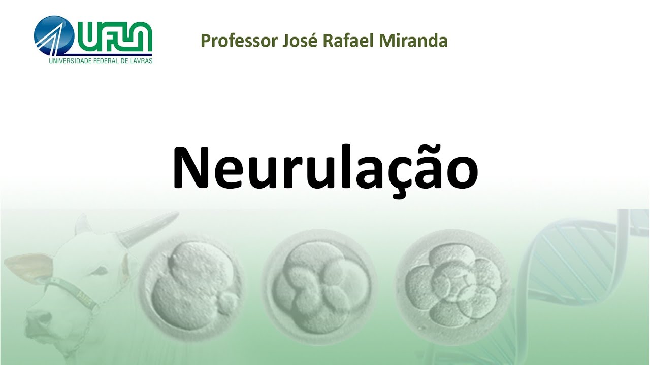 Neurulação