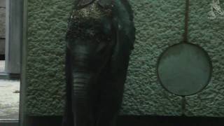 Tuluba - baby Elephant - cute