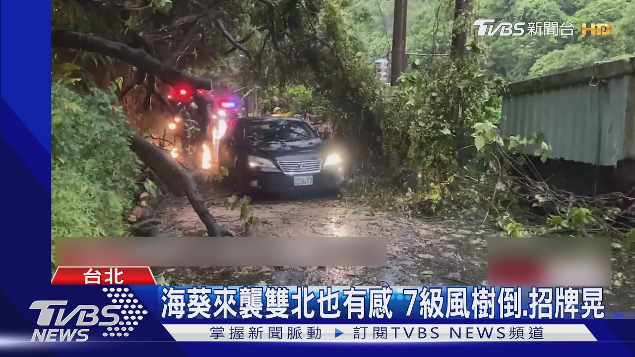 海葵來襲雙北也有感 7級風樹倒、招牌晃