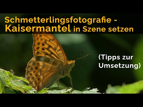 Schmetterlingsfotografie - so setze ich einen Kaisermantel in Szene, mit Tipps zur Umsetzung